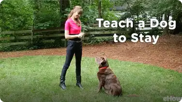 Learning the Stay Cue | Teacher's Pet With Victoria Stilwell book