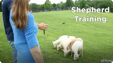 Shepherd Training at the Canine Ranch | American Dog With Victoria Stilwell book