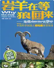 岩羊在等狼：走进自然保护区寻珍