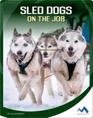Sled Dogs on the Job