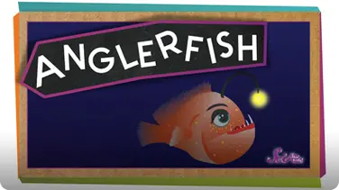 SciShow Kids: All About Anglerfish book