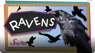SciShow Kids: 4 Things You Didn't Know About Ravens book