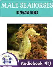 Male Sea Horses Do Amazing Things