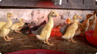 New Home for the Ducklings | Farm Raised With P. Allen Smith book
