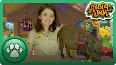 8 Amazing Pig Facts! book