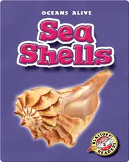 Sea Shells