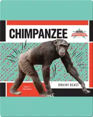 Chimpanzee: Brainy Beast