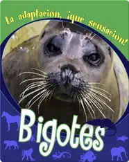 Bigotes