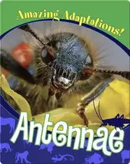 Antennae