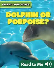 Dolphin or Porpoise?