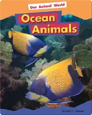 Ocean Animals