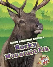 Rocky Mountain Elk