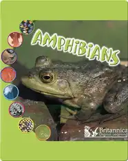 Amphibians