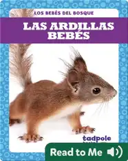 Las ardillas bebés