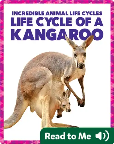 Life Cycle of a Kangaroo book