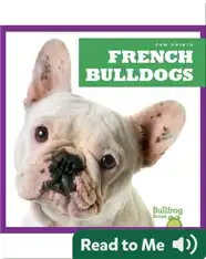 French Bulldogs