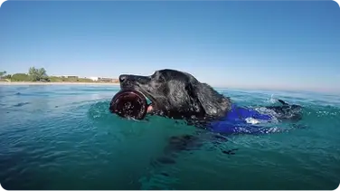 Dog Dives to Help Clean Polluted Oceans book