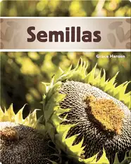 Semillas