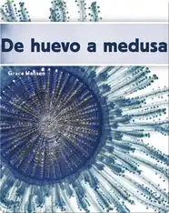 De huevo a medusa