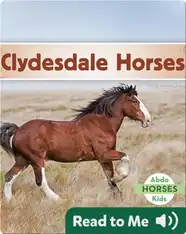 Clydesdale Horses