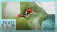 Turacos! Little Known Wonders