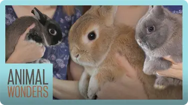 Rabbits, Rabbits, & More Rabbits! book