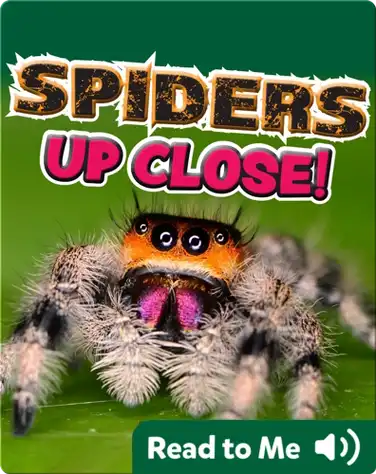 Spiders Up Close book