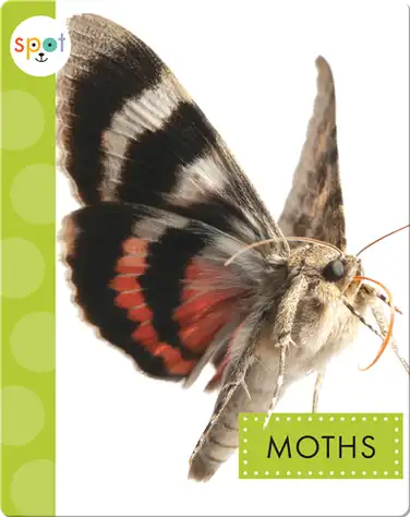 Creepy Crawlies: Moths book