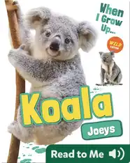 Koala Joeys