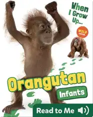 Orangutan Infants