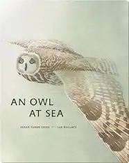 An Owl At Sea