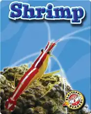 Shrimp: Oceans Alive