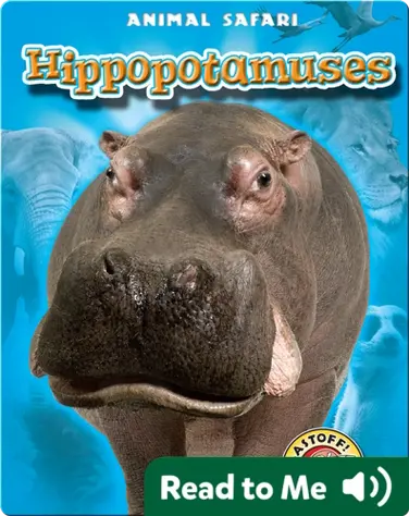Hippopotamuses: Animal Safari book