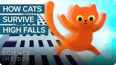 How This Cat Survived A 32-Story Fall book