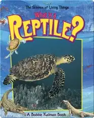 What is a Reptile?