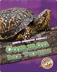 Common Box Turtles