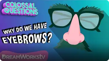 Why Do We Have Eyebrows? | COLOSSAL QUESTIONS book