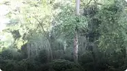 My Wild Walk through a Ugandan Chimp Forest