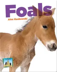 Foals
