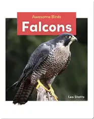 Falcons