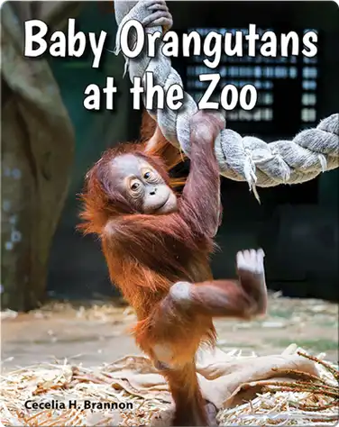 Baby Orangutans at the Zoo book