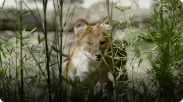 Get to Know the Amazing and Beautiful Endangered Wild Dog Known as a Dhole book