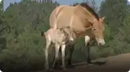 Przewalski's Horse Foals Born at San Diego Zoo