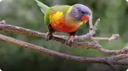 These Beautiful Friendly Rainbow Parrots Color the Skies of Australia