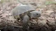 Why So Many Other Animals Depend on this Specific Tortoise