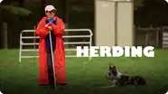 Dogs at Work: Herding Dogs