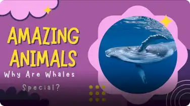 Amazing Animals: Why are Whales Special? book