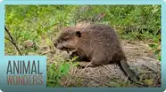Baby Beaver Rescue and Recovery