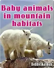 Baby Animals in Mountain Habitats