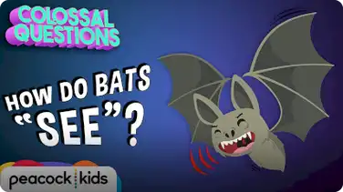 How Do Bats 'See' if They're Blind? book